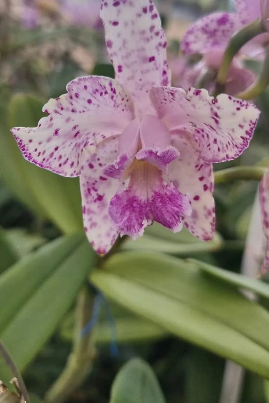 Flor branca com pontos magenta e labelo pink, identificada em campo como A719