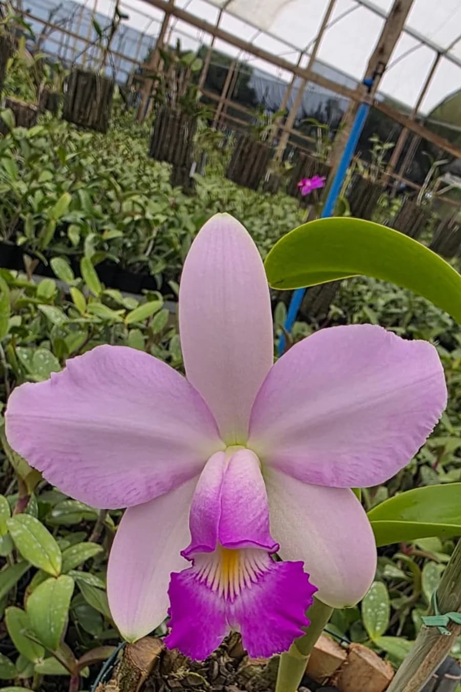 Flor lilás clara com labelo magenta franjado