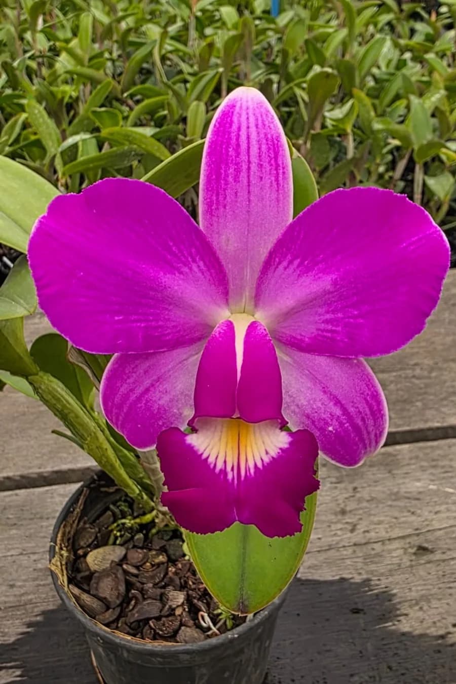 Flor magenta aberta em planta cultivada em vaso