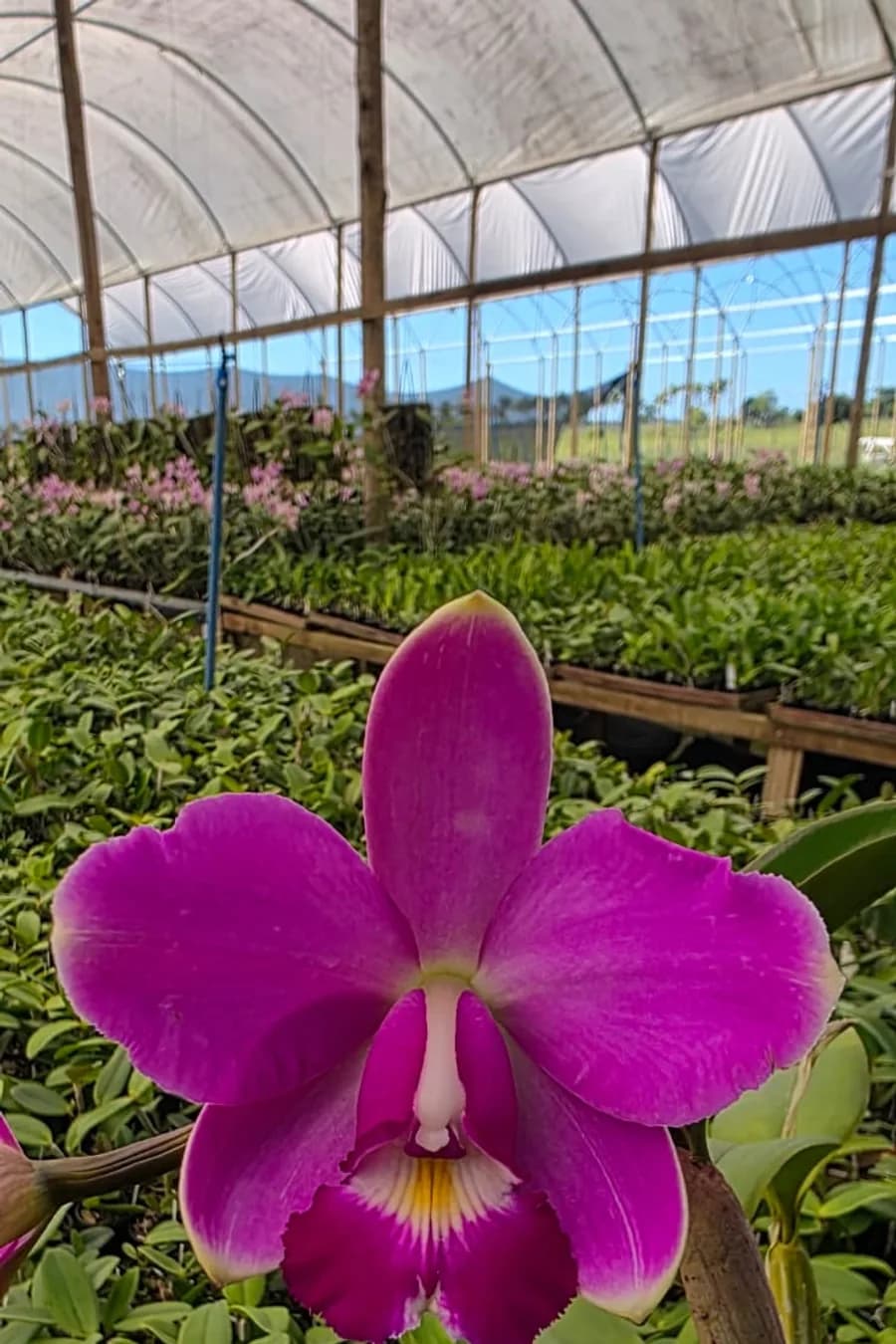 Flor inteiramente magenta com centro amarelo