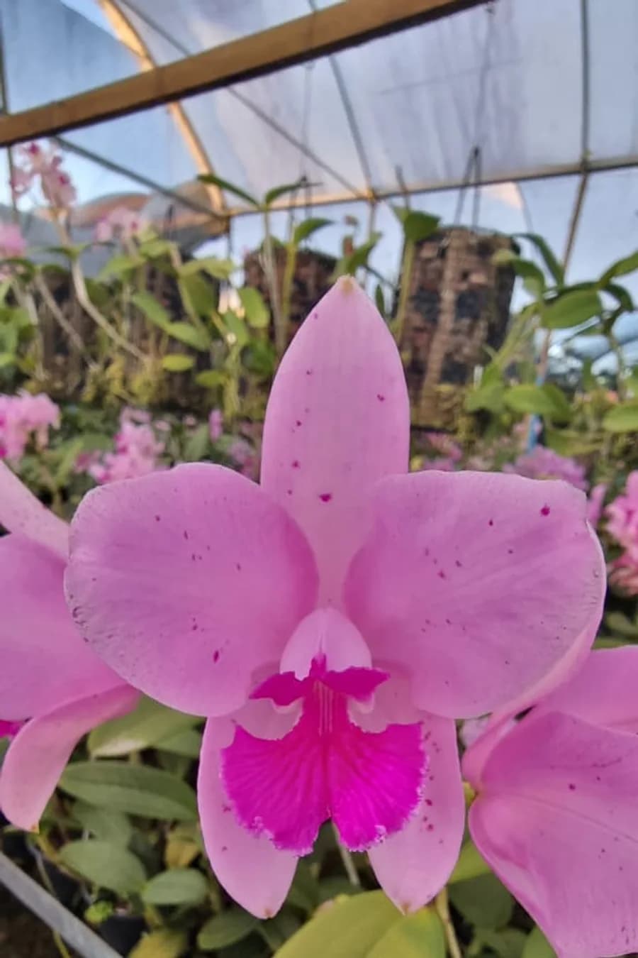 Flor rosa clara com labelo pink e poucos pontos nas pétalas