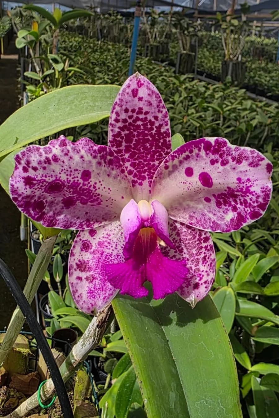 Cattleya de pétalas brancas densamente pintadas de magenta, florida dentro do orquidário