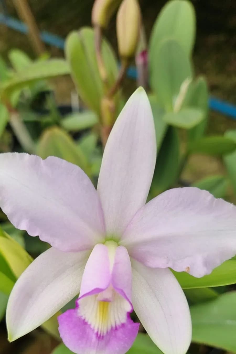 Flor quase branca com labelo lilás